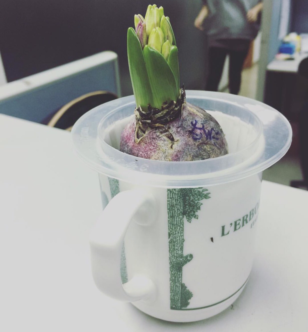 球根花卉立馬就種套裝