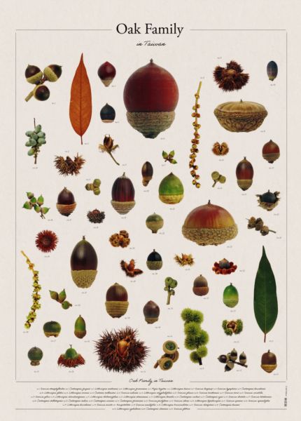 《種子的可能》單書限量贈品海報